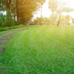 From Cobbitty to Your Backyard: Fresh Turf Grown Local