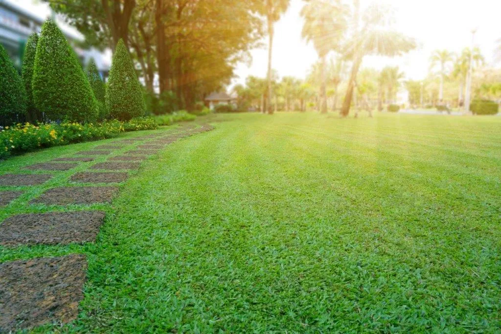From Cobbitty to Your Backyard: Fresh Turf Grown Local