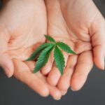 Medicinal Cannabis