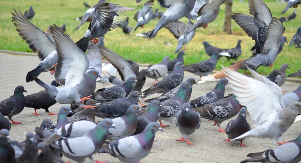Bird Control Service Solutions for Effective Pest Management
