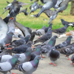 Bird Control Service Solutions for Effective Pest Management
