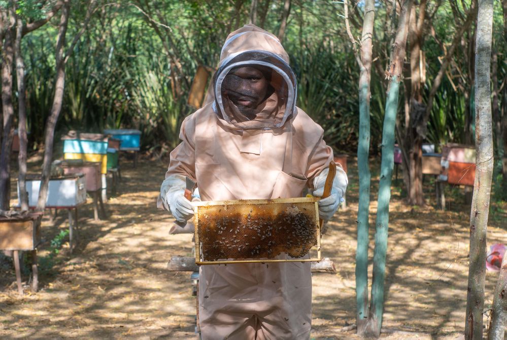 Building Resilient Hives: Practical Beekeeping Insights for a Changing Climate
